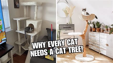 Why Every Cat Needs a Cat Tree