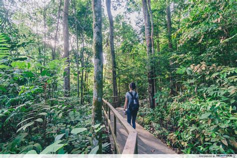 Why Exploring the MacRitchie Reservoir Trail Matters