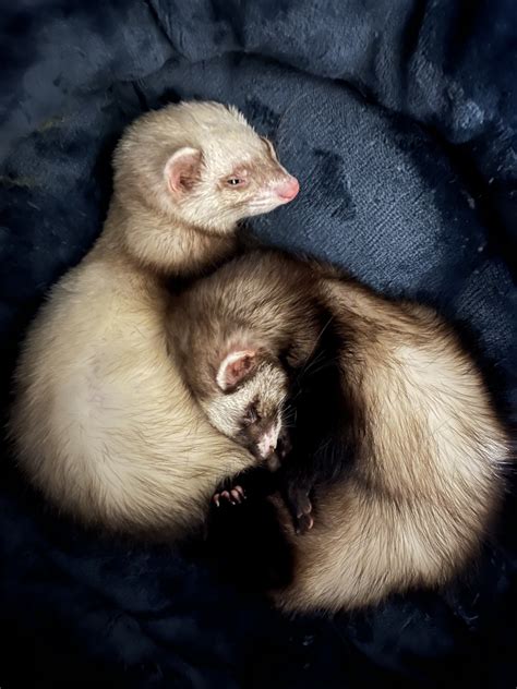 Why Ferret Rescue Matters