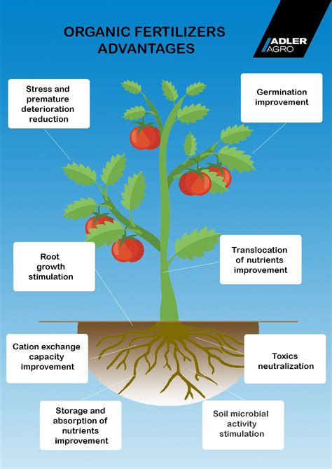 Why Fertilization Matters: Unveiling the Benefits