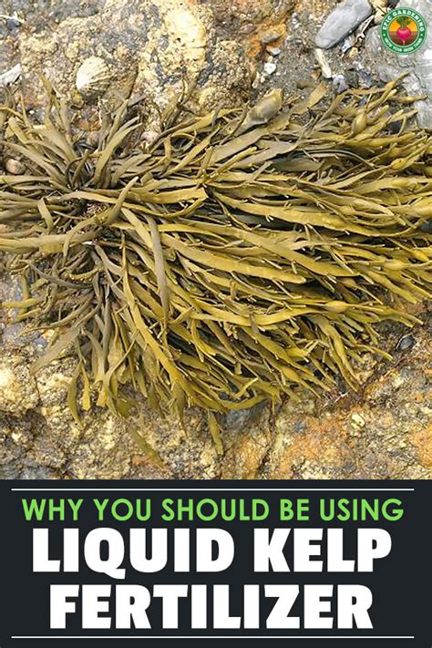 Why Fertilizer Kelp Matters