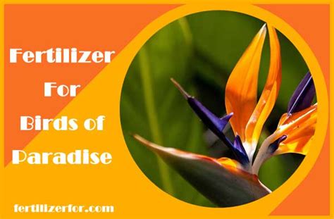 Why Fertilizer Matters for Birds of Paradise