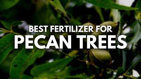 Why Fertilizers Matter for Pecan Trees