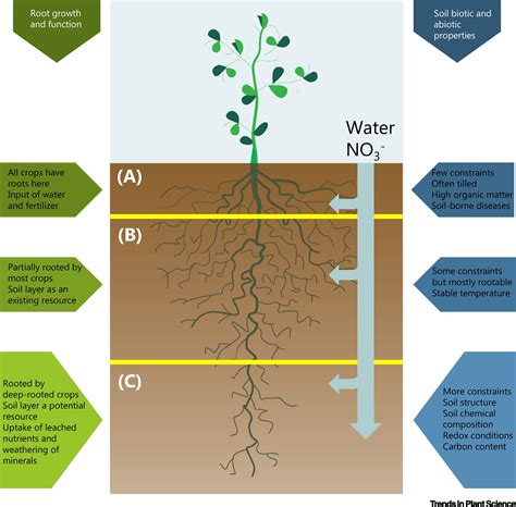 Why Fertilizers for Root Growth Matter