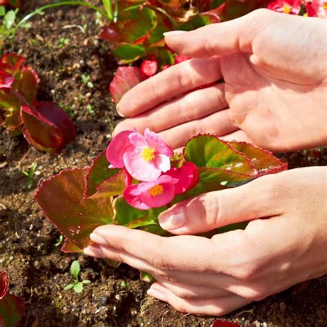 Why Fertilizing Begonias Matters