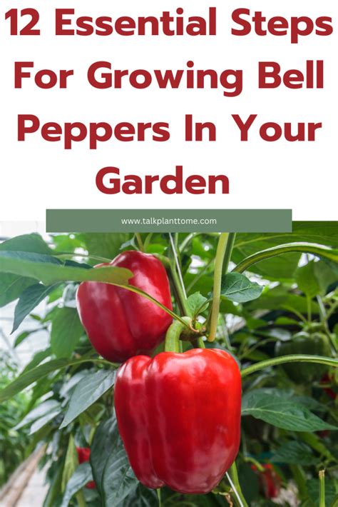 Why Fertilizing Bell Peppers is Essential