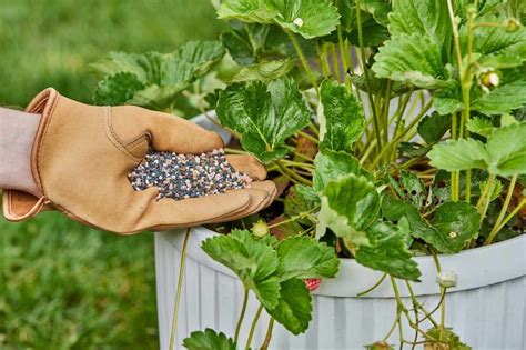 Why Fertilizing Berry Bushes Matters