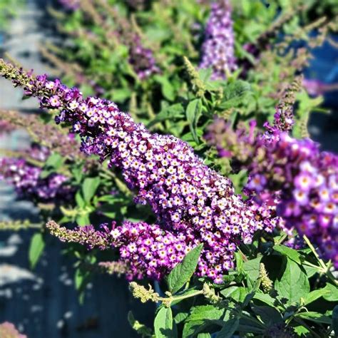 Why Fertilizing Butterfly Bushes Matters