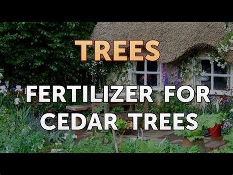 Why Fertilizing Cedar Trees Matters