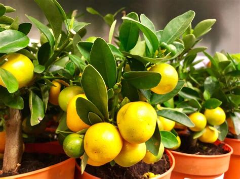 Why Fertilizing Citrus Trees in Pots Matters