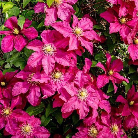 Why Fertilizing Clematis Matters