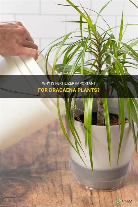 Why Fertilizing Dracaena Matters