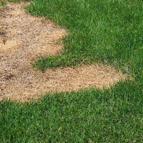 Why Fertilizing Dry Grass Matters