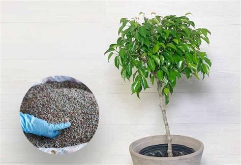 Why Fertilizing Ficus Trees Matters