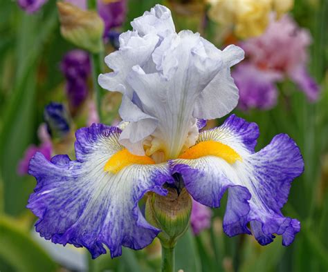 Why Fertilizing Irises Matters