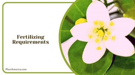 Why Fertilizing Jasmine Matters