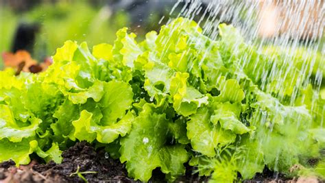 Why Fertilizing Lettuce Plants Matters