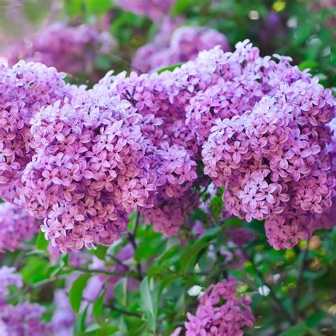 Why Fertilizing Lilacs Matters