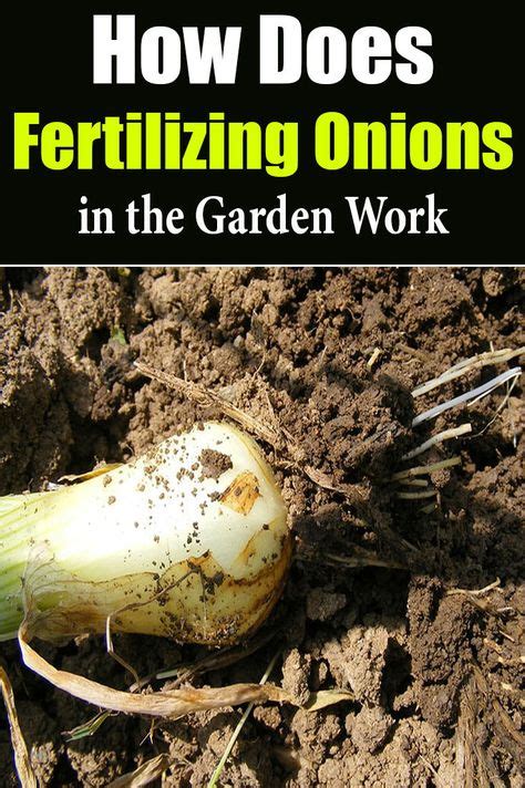 Why Fertilizing Onions Matters