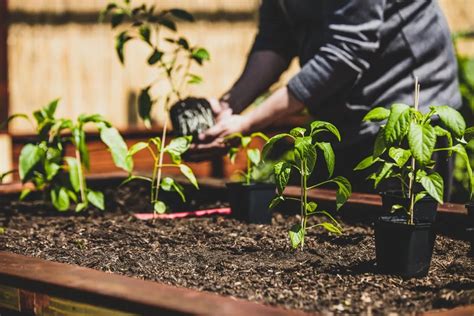 Why Fertilizing Peppers Matters