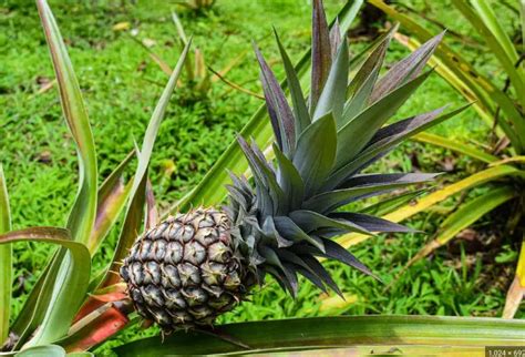 Why Fertilizing Pineapple Plants Matters