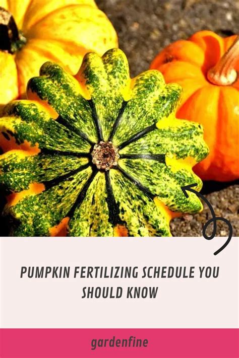 Why Fertilizing Pumpkins Matters