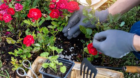 Why Fertilizing Roses Matters