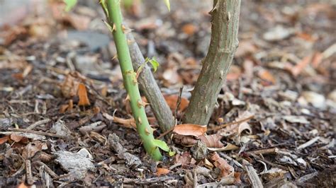 Why Fertilizing Shrubs Matters