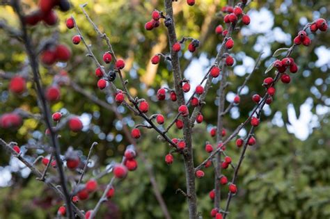 Why Fertilizing Your Cotoneaster Tree Matters