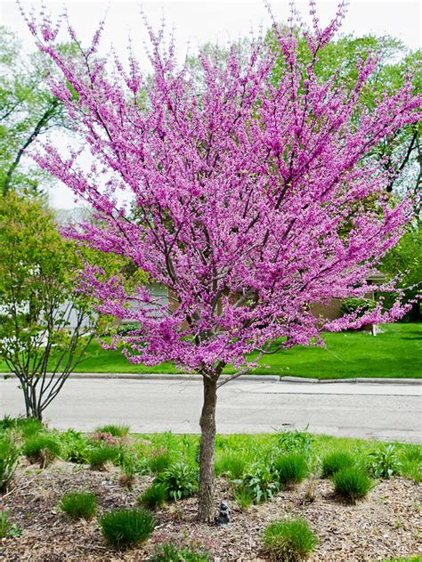 Why Fertilizing Your Eastern Redbud Tree Matters