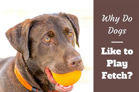 Why Fetch is Important for Dogs