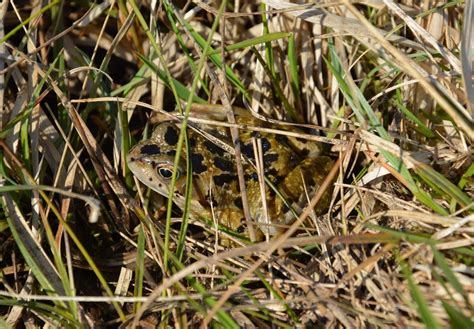 Why Frog Bogs Matter