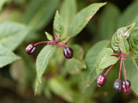 Why Fuchsia Fertilizer Matters