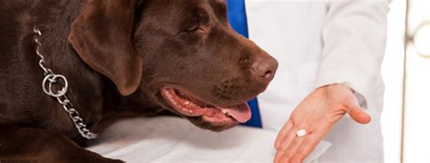 Why Gabapentin Matters for Dogs