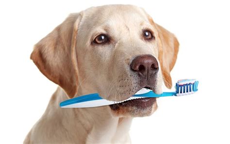 Why Good Dog Toothpaste Matters