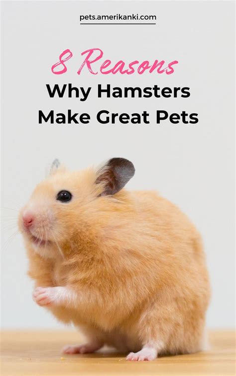 Why Hamsters Make Good Pets