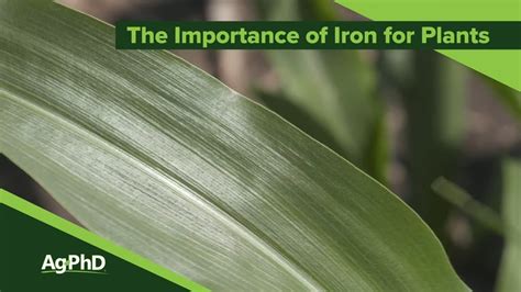 Why Iron Matters: The Significance of Iron for Plants