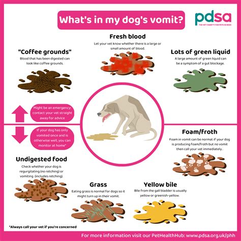 Why Is My Dog Vomiting Blood? Understanding the Causes and Treatment Options