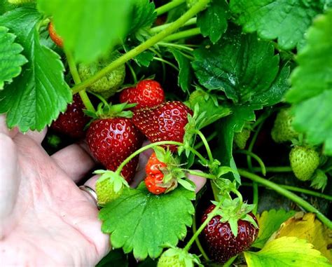 Why June-Bearing Strawberries Matter