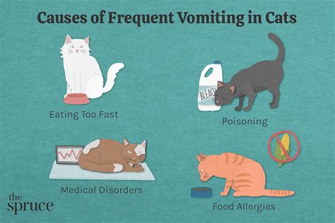 Why Kitten Vomiting Matters