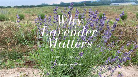 Why Lavender Matters