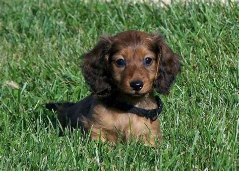 Why Long-Haired Dachshund Rescue Matters