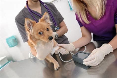 Why Monitoring Dog Blood Pressure Matters