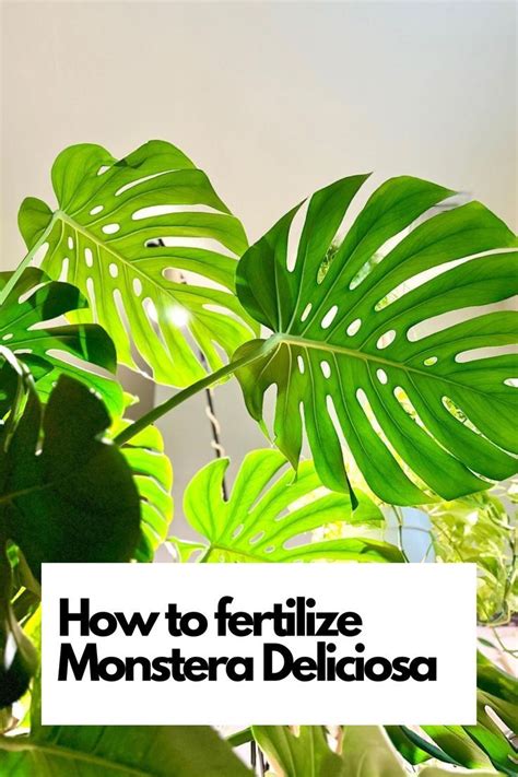 Why Monstera Deliciosa Fertilization Matters