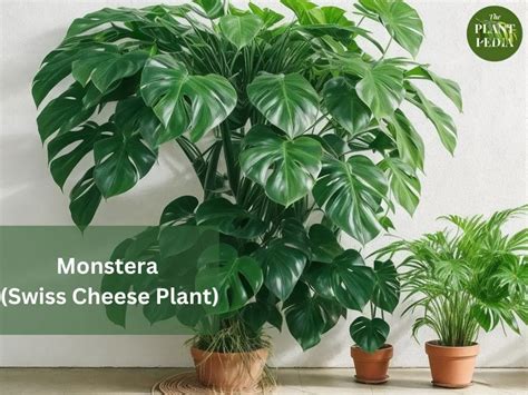 Why Monstera Fertilization Matters