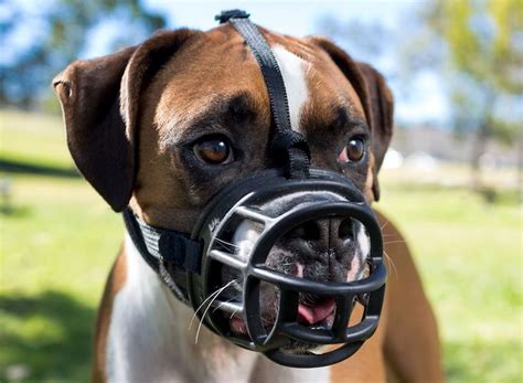 Why Muzzle Dogs?