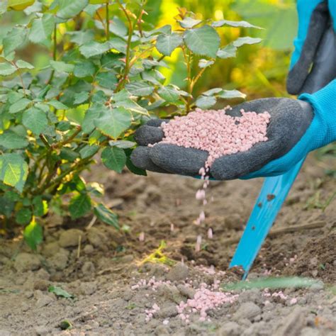 Why Organic Rose Fertilizer Matters