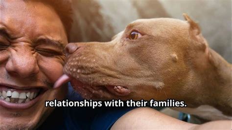 Why Pitbulls Make Exceptional Pets