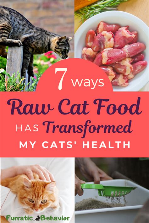 Why Raw Cat Food Matters