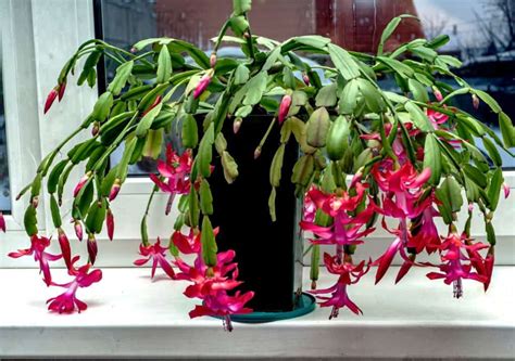 Why Repotting Christmas Cactus Matters